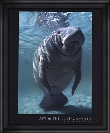 Framed West indian Manatee Print