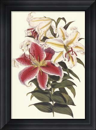 Framed Parkman's Lily Print