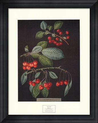 Framed Cherries (A) Print
