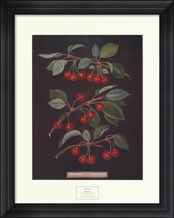 Framed Cherries (B) Print