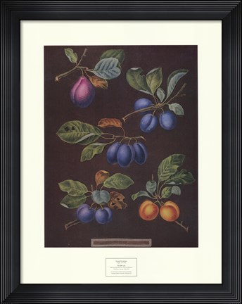 Framed Plums (A) Print