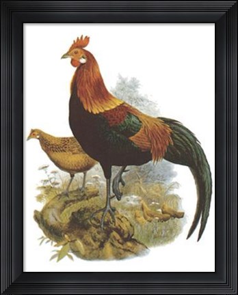Framed Rooster II Print