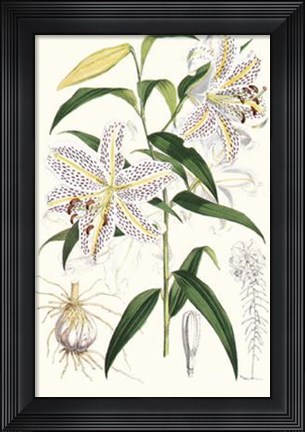 Framed Lilium Auratum Print