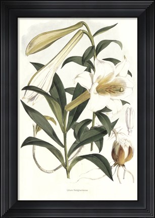Framed Lilium Neilgherriense Print