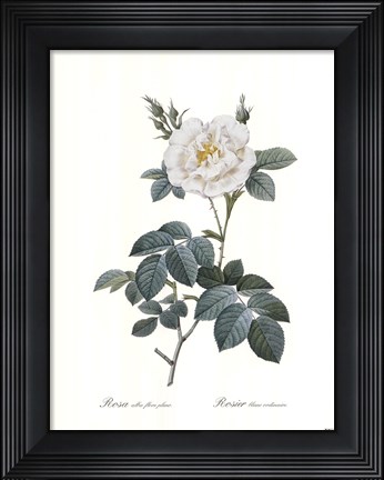 Framed Rosa Alba Flore Pleno Print