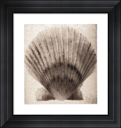 Framed Scallop Shell Print