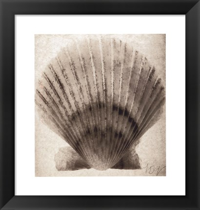 Framed Scallop Shell Print