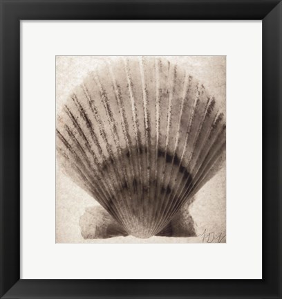 Framed Scallop Shell Print