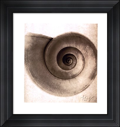 Framed Snail Shell Print