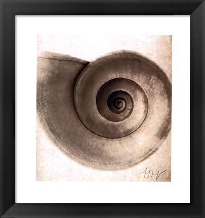 Framed Snail Shell Print