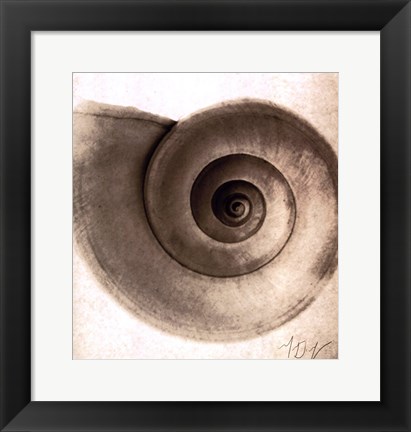 Framed Snail Shell Print