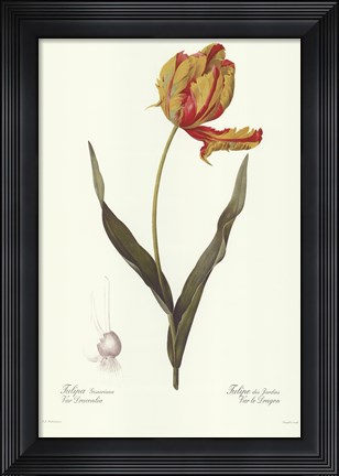 Framed Tulipa Gesneria (A) Print