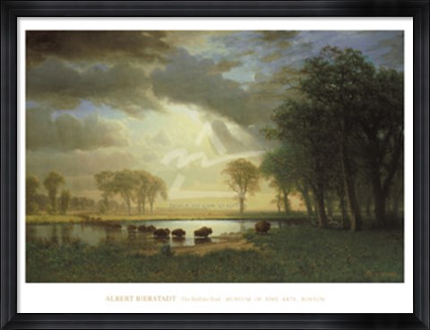 Framed Buffalo Trail, c.1867 Print