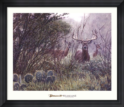 Framed Lone Star Whitetail Print