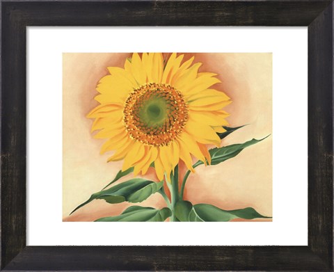Framed Sunflower from Maggie, 1937 Print
