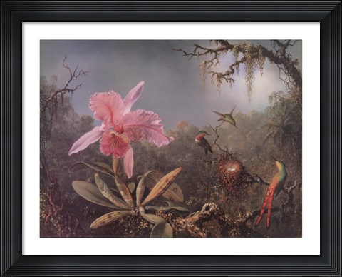 Framed Cattleya Orchid and Three Brazilian Hummingbirds Print