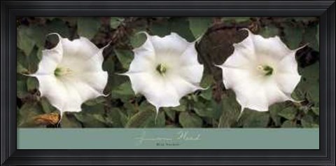Framed Jimson Weed Print