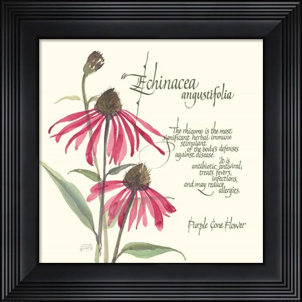 Framed Echinacea Print