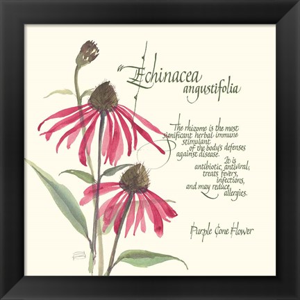 Framed Echinacea Print