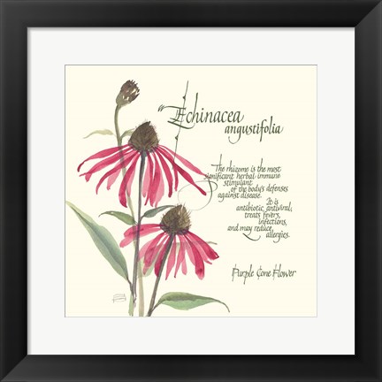 Framed Echinacea Print