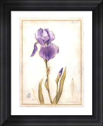 Framed Purple Iris I Print
