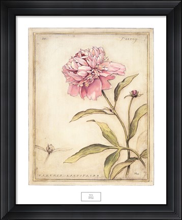 Framed Peony IV Print