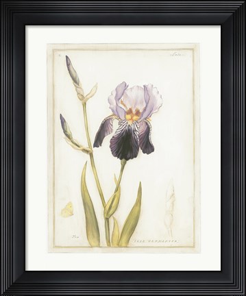 Framed Purple Iris with Beard I Print