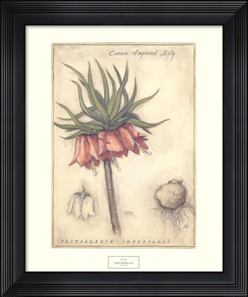 Framed Crown Imperial Lily Print