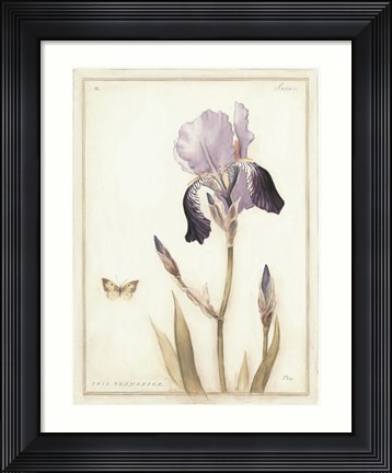 Framed Purple Iris with Beard II Print