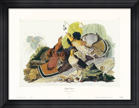 Framed Ruffed Grouse Print