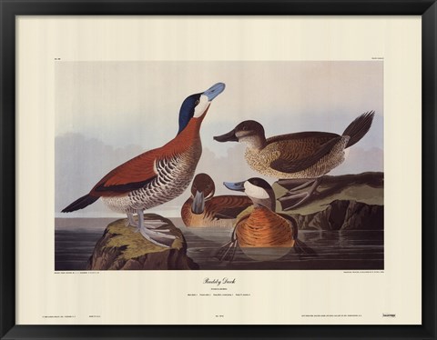 Framed Ruddy Duck Print