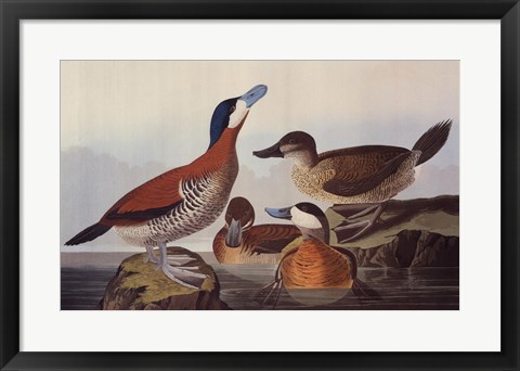 Framed Ruddy Duck Print