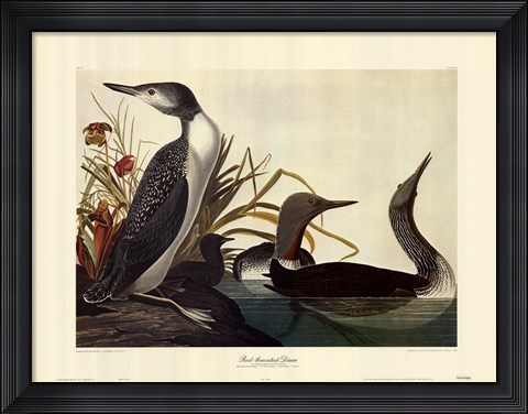 Framed Red Throated Diver Print