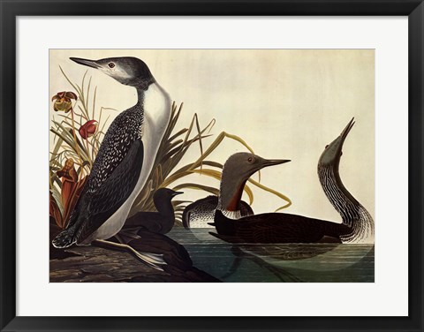 Framed Red Throated Diver Print