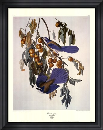 Framed Florida jay Print