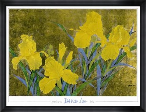 Framed Yellow Iris Print
