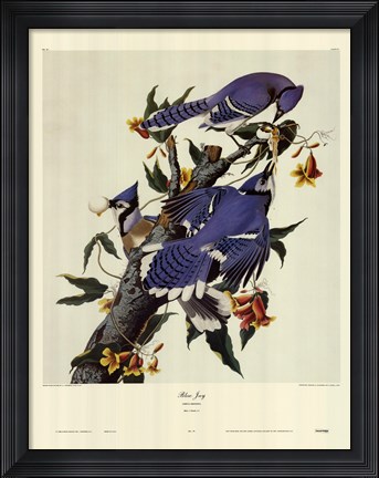 Framed Blue Jay Print