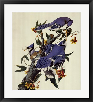 Framed Blue Jay Print