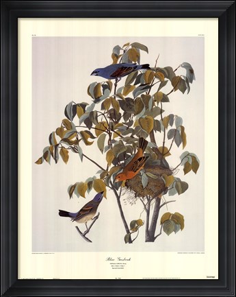 Framed Blue Grosbeak Print