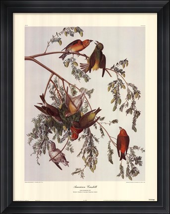Framed American Crossbill Print