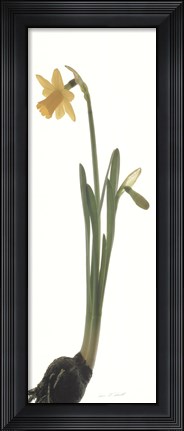 Framed Daffodil Print