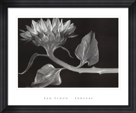 Framed Sunleaf Print