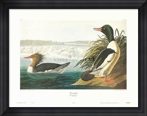 Framed Goosander Print