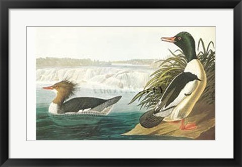 Framed Goosander Print
