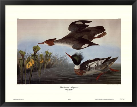 Framed Red Breasted Merganser Print
