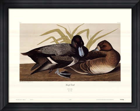 Framed Scaup Duck Print