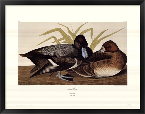 Framed Scaup Duck Print