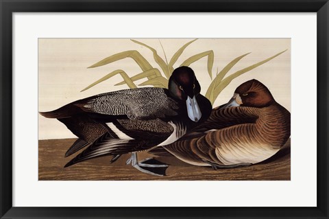 Framed Scaup Duck Print
