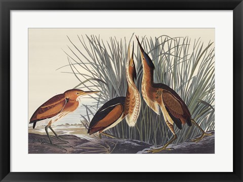 Framed Least Bittern Print