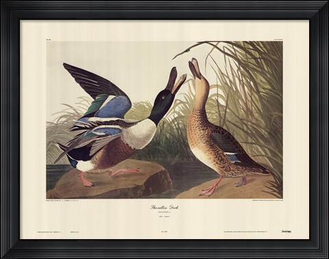 Framed Shoveller Duck Print